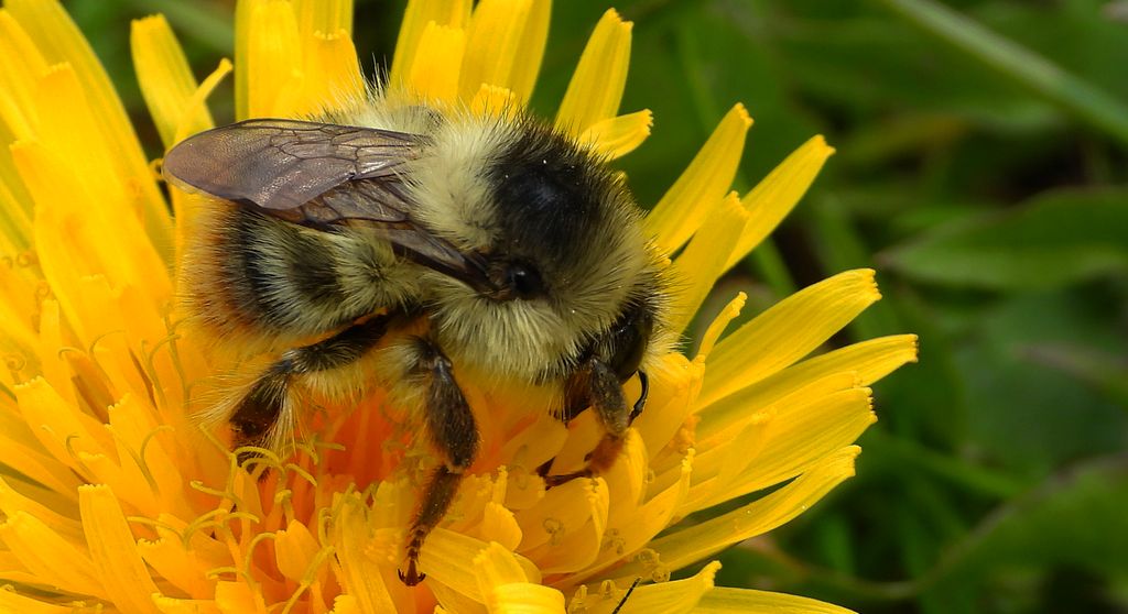 Trzmiel rudoszary, trzmiel leśny (Bombus sylvarum)