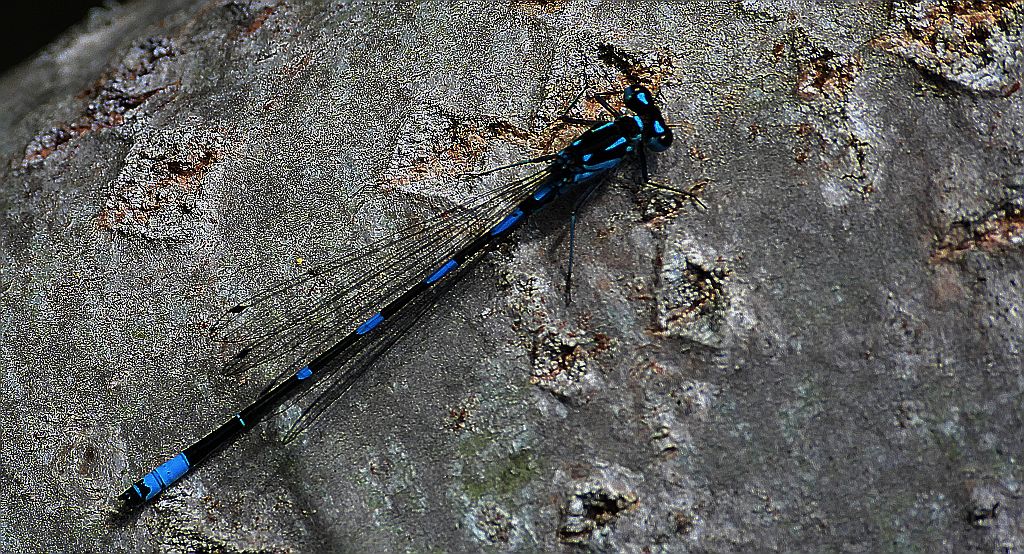 Łątka wczesna, łątka nietoperzówka (Coenagrion pulchellum)