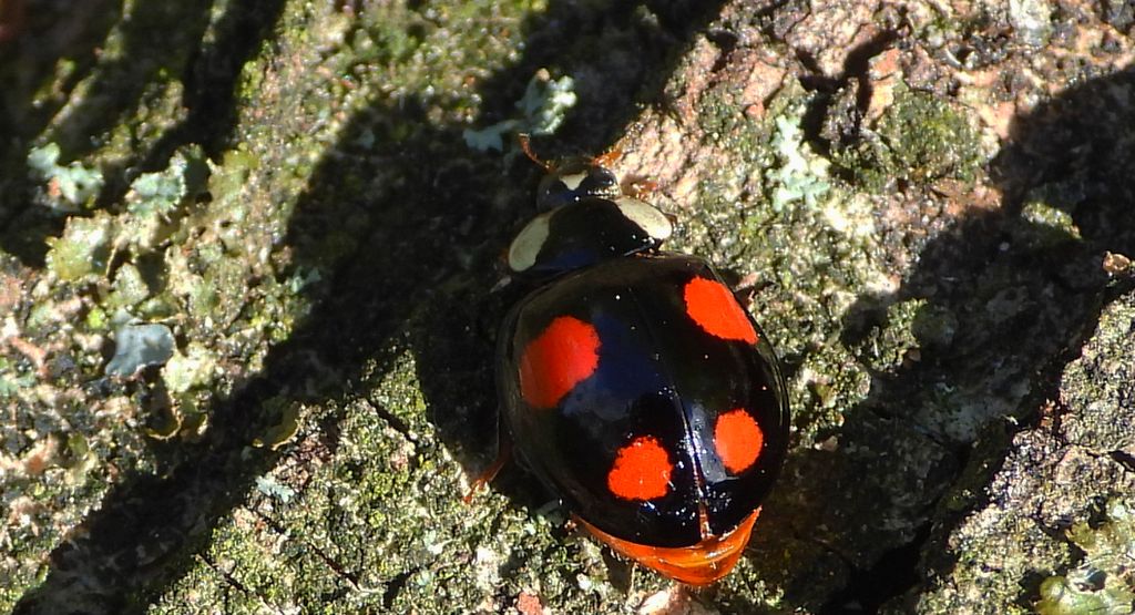 Biedronka arlekin (Harmonia axyridis)