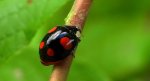 Biedronka arlekin (Harmonia axyridis)