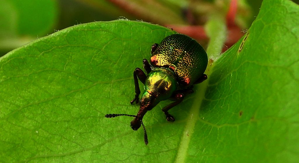 Tutkarz topolowiec (Byctiscus populi)