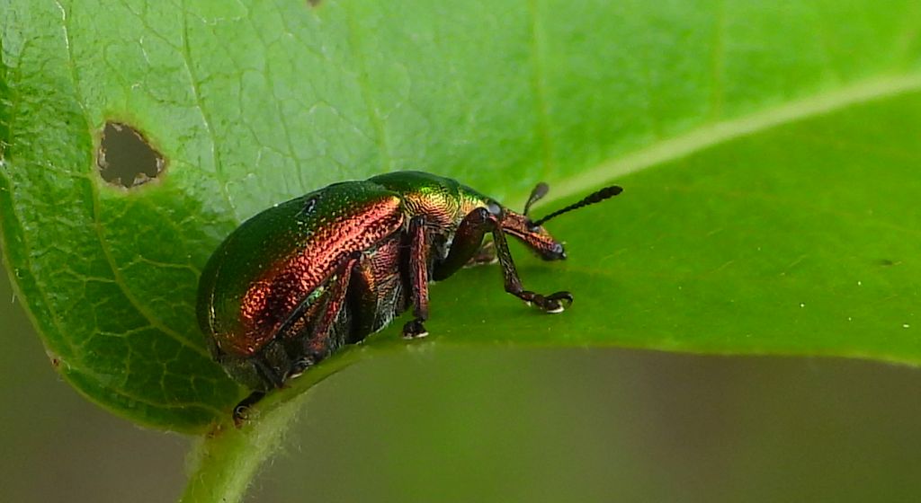 Tutkarz topolowiec (Byctiscus populi)