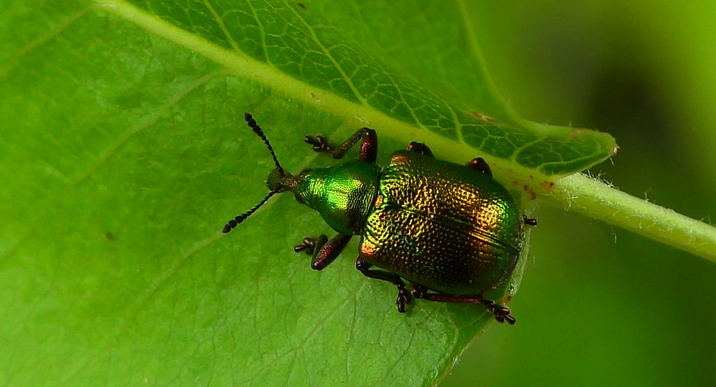 Tutkarz topolowiec (Byctiscus populi)