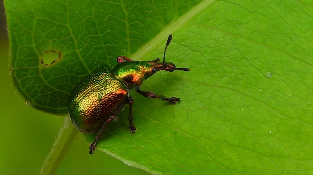 Tutkarz topolowiec (Byctiscus populi)