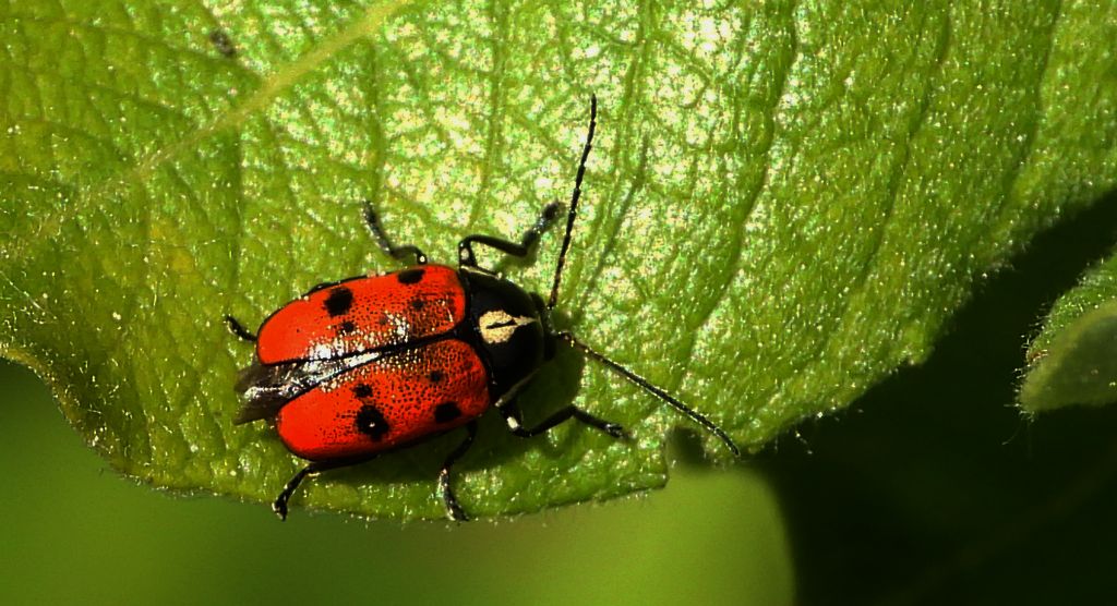 Zmróżka ośmioplamka (Cryptocephalus octopunctatus)
