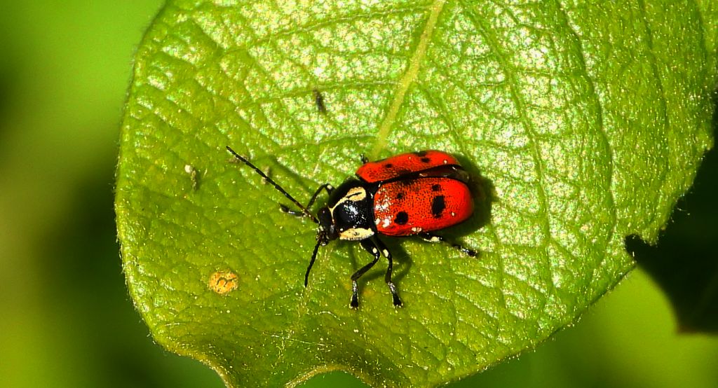 Zmróżka ośmioplamka (Cryptocephalus octopunctatus)