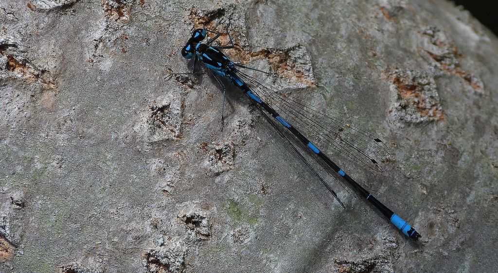 Łątka wczesna, łątka nietoperzówka (Coenagrion pulchellum)