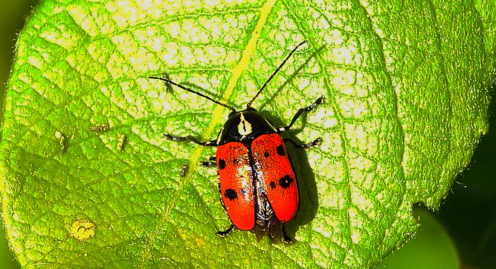Zmróżka ośmioplamka (Cryptocephalus octopunctatus)
