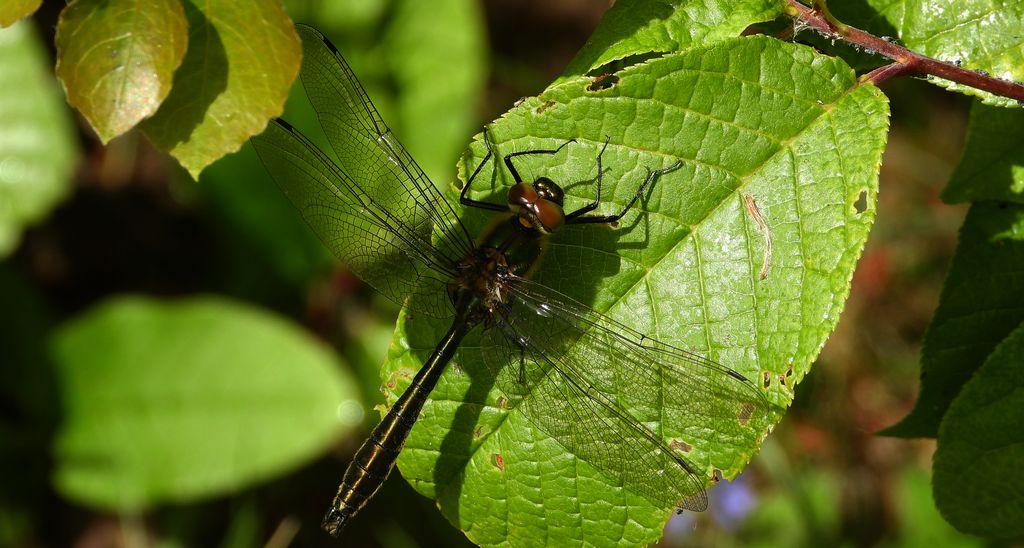 Szklarka zielona (Cordulia aenea)