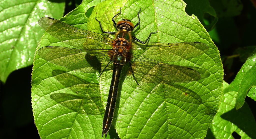 Szklarka zielona (Cordulia aenea)