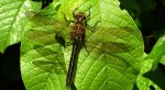 Szklarka zielona (Cordulia aenea)