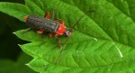 Omomiłek czerwonawy (Cantharis pellucida)