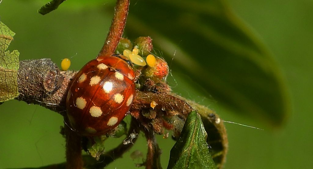 Gielas czternastoplamek, biedronka czternastokropka (Calvia quatuordecimguttata)