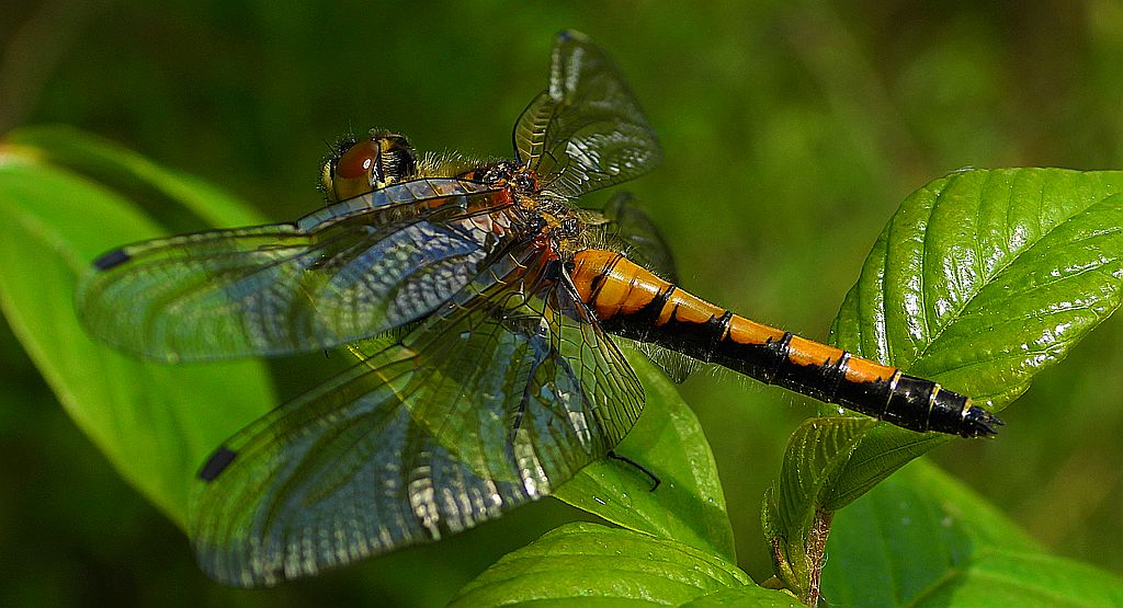 Zalotka większa (Leucorrhinia pectoralis)
