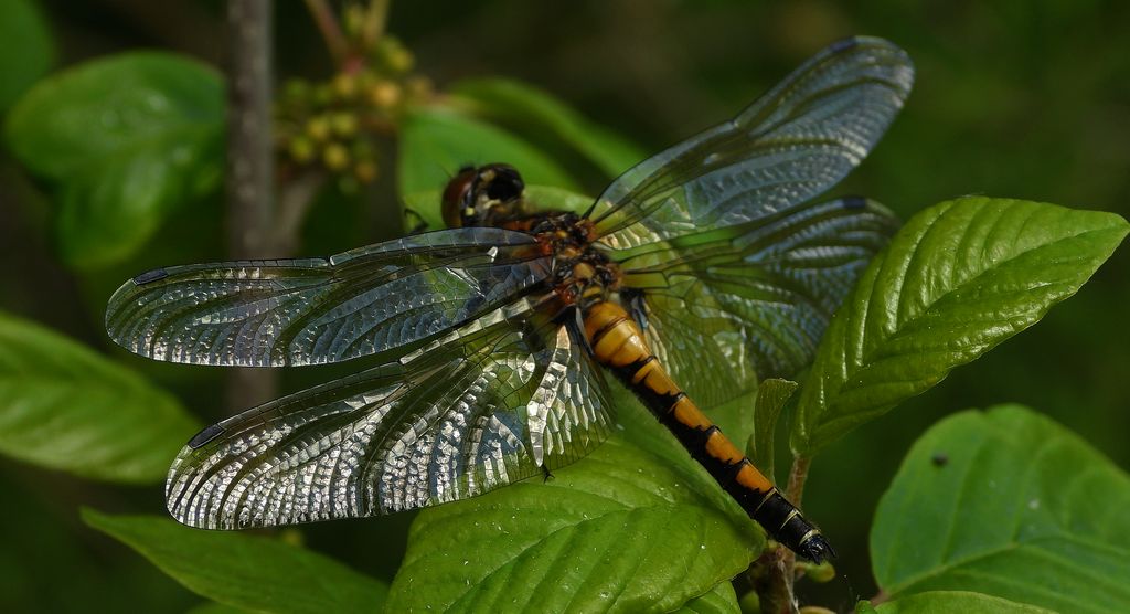 Zalotka większa (Leucorrhinia pectoralis)