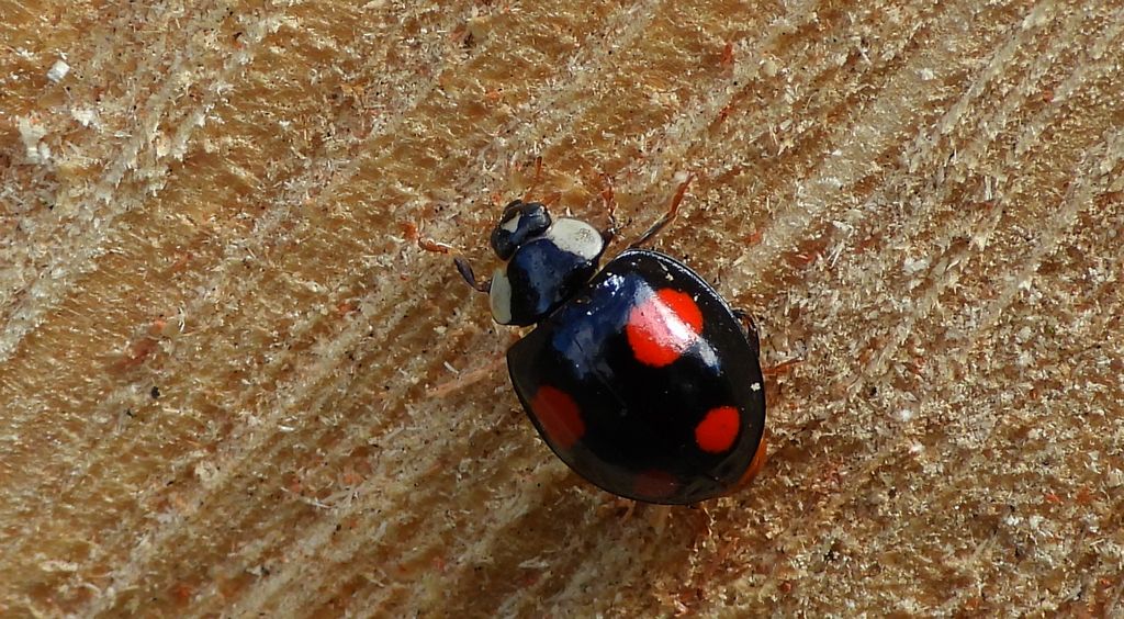 Biedronka arlekin (Harmonia axyridis)