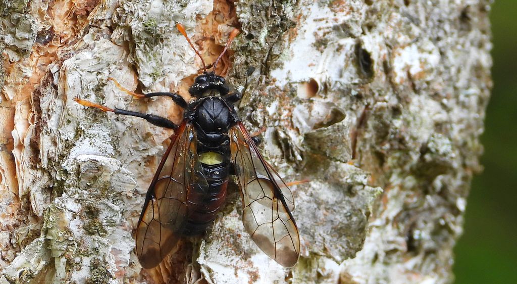 Bryzgun brzozowiec (Cimbex femoratus)