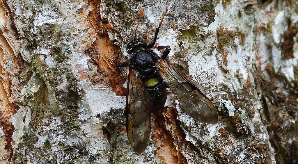Bryzgun brzozowiec (Cimbex femoratus)