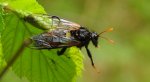 Bryzgun brzozowiec (Cimbex femoratus)