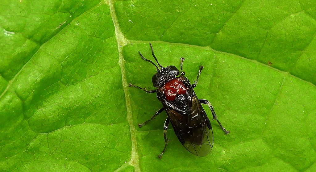 Olszanica dwubarwna (Eriocampa ovata)