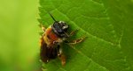 Pszczolinka wiosenna (Andrena haemorrhoa)