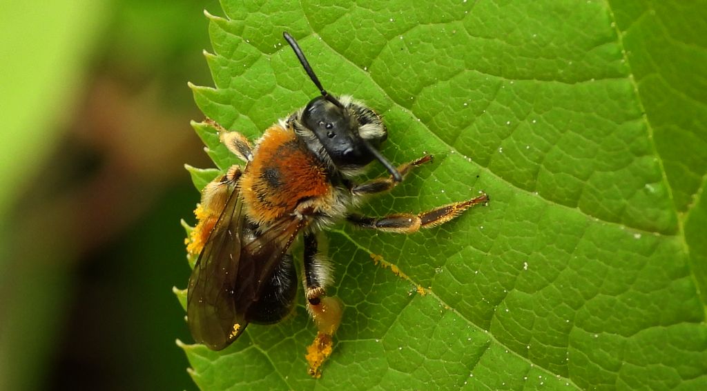 Pszczolinka wiosenna (Andrena haemorrhoa)