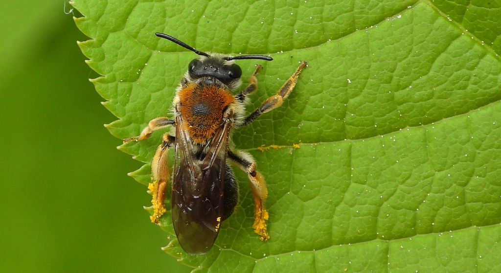 Pszczolinka wiosenna (Andrena haemorrhoa)