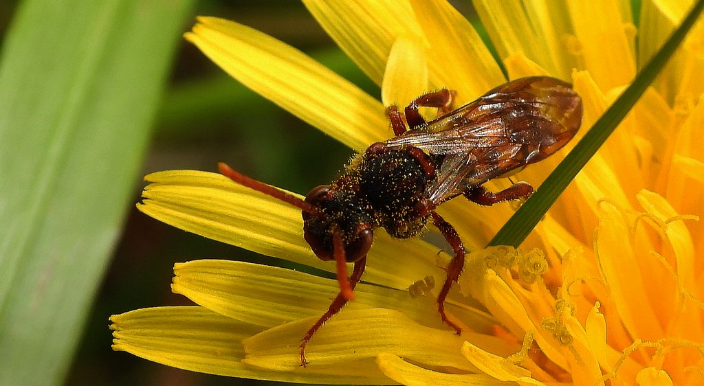 Koczownica rudowłosa (Nomada lathburiana)