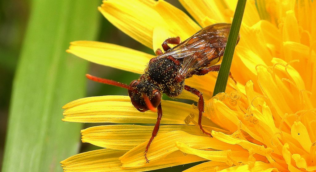 Koczownica rudowłosa (Nomada lathburiana)