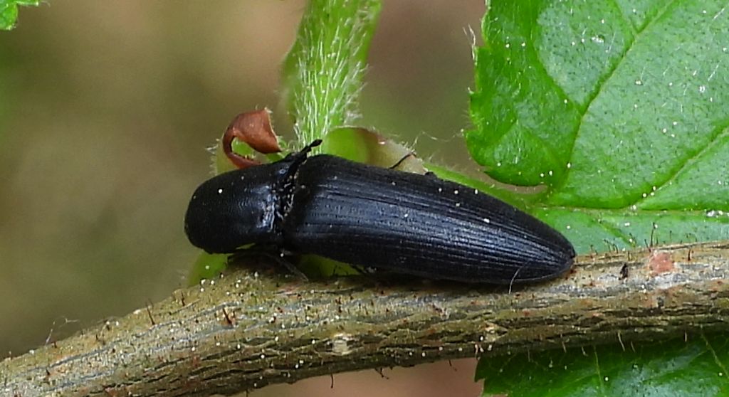 Osiewnik czarny (Ectinus aterrimus)