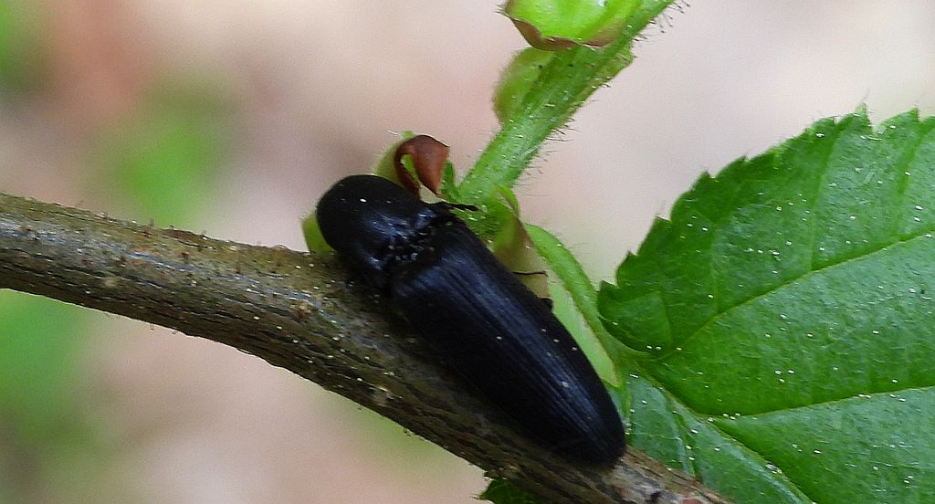 Osiewnik czarny (Ectinus aterrimus)