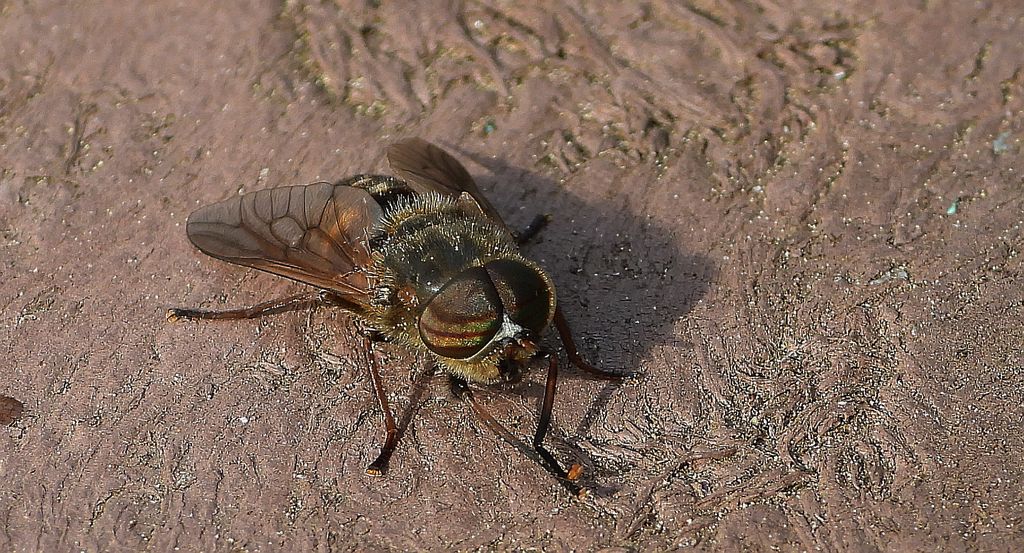 Bąk sarniak (Hybomitra lurida)