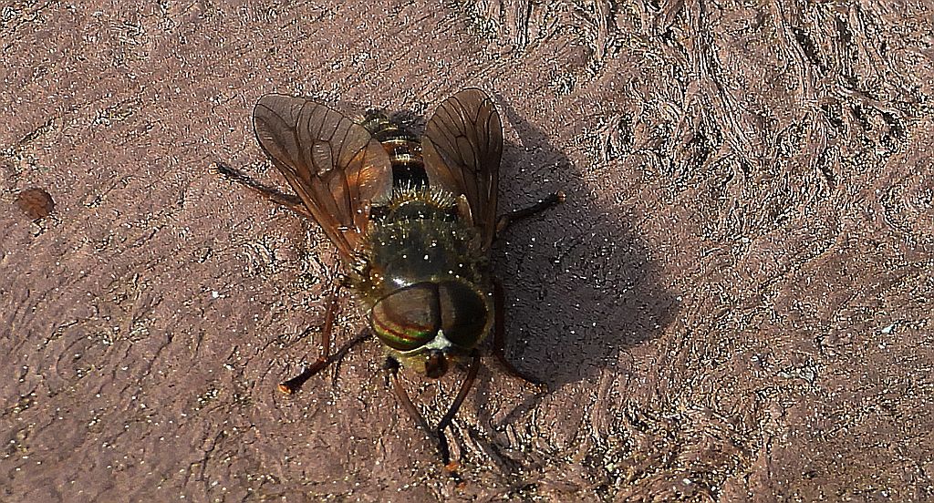 Bąk sarniak (Hybomitra lurida)