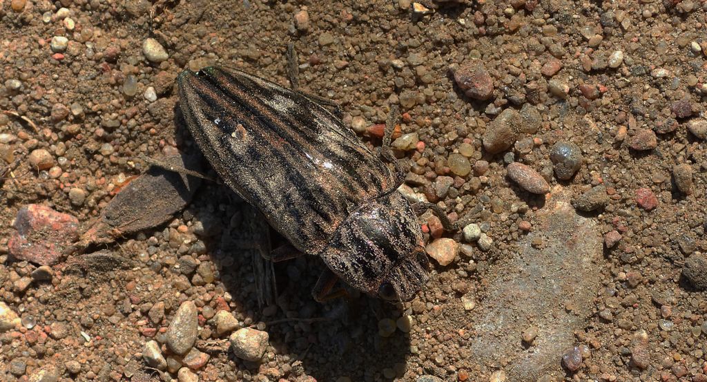 Miedziak sosnowiec, bogatek miedziak (Chalcophora mariana)