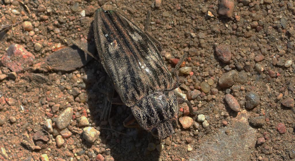 Miedziak sosnowiec, bogatek miedziak (Chalcophora mariana)