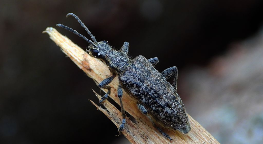 Rębacz pstry, rębacz sosnowiec (Rhagium inquisitor)