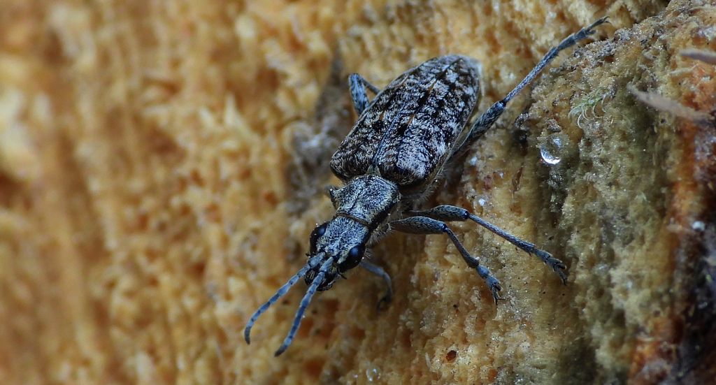 Rębacz pstry, rębacz sosnowiec (Rhagium inquisitor)