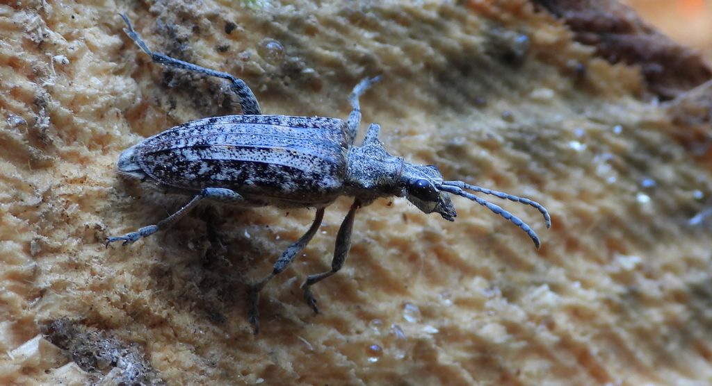 Rębacz pstry, rębacz sosnowiec (Rhagium inquisitor)