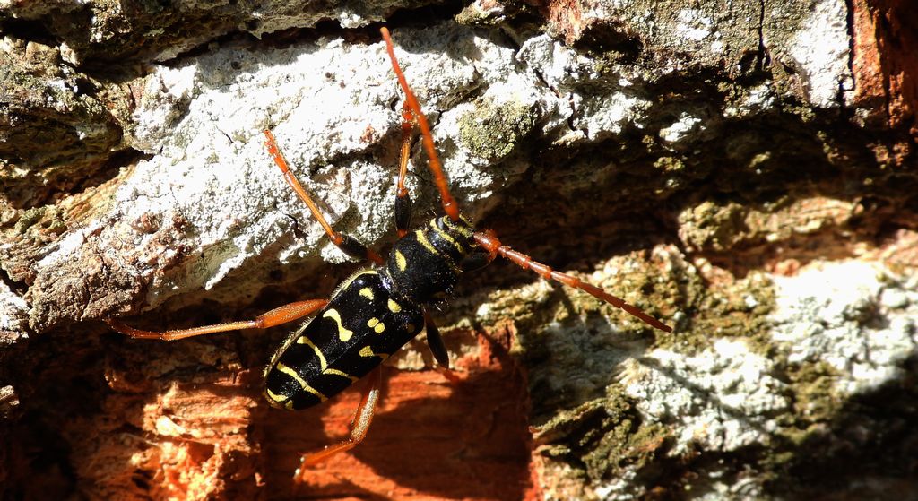 Paśnik pałączasty, biegowiec łucznik (Plagionotus arcuatus)