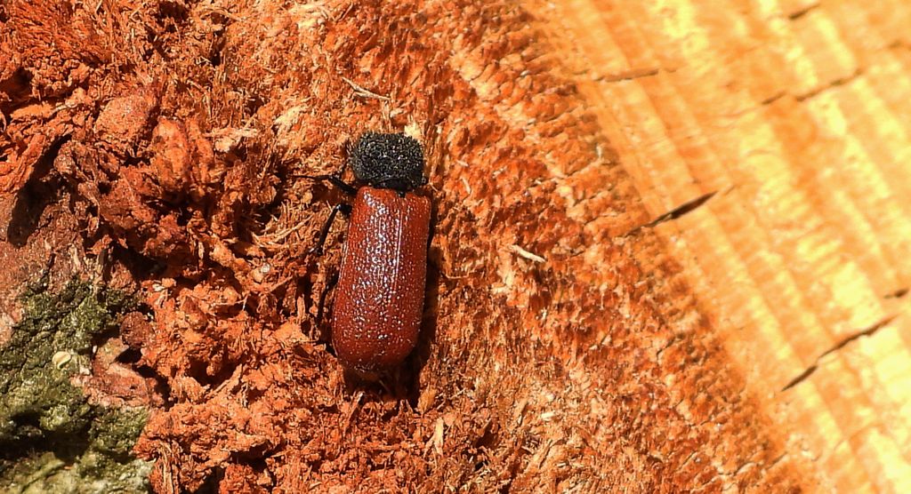 Kapturnik kapucynek (Bostrichus capucinus)