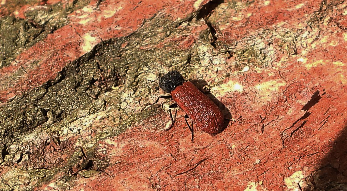 Kapturnik kapucynek (Bostrichus capucinus)