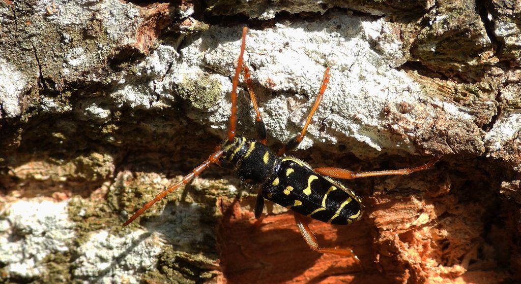 Paśnik pałączasty, biegowiec łucznik (Plagionotus arcuatus)