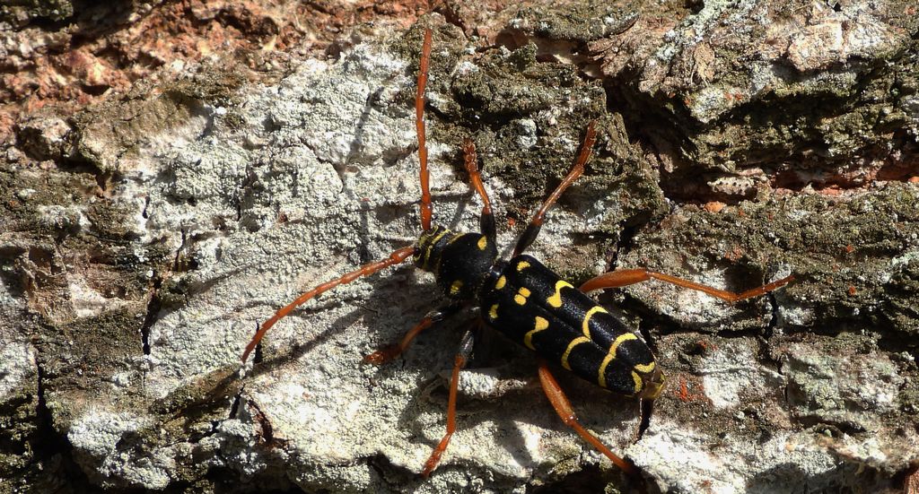 Paśnik pałączasty, biegowiec łucznik (Plagionotus arcuatus)