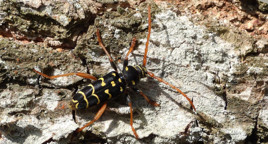 Paśnik pałączasty, biegowiec łucznik (Plagionotus arcuatus)