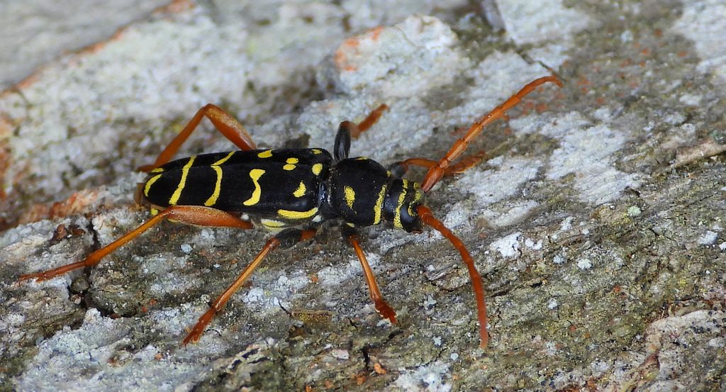 Paśnik pałączasty, biegowiec łucznik (Plagionotus arcuatus)