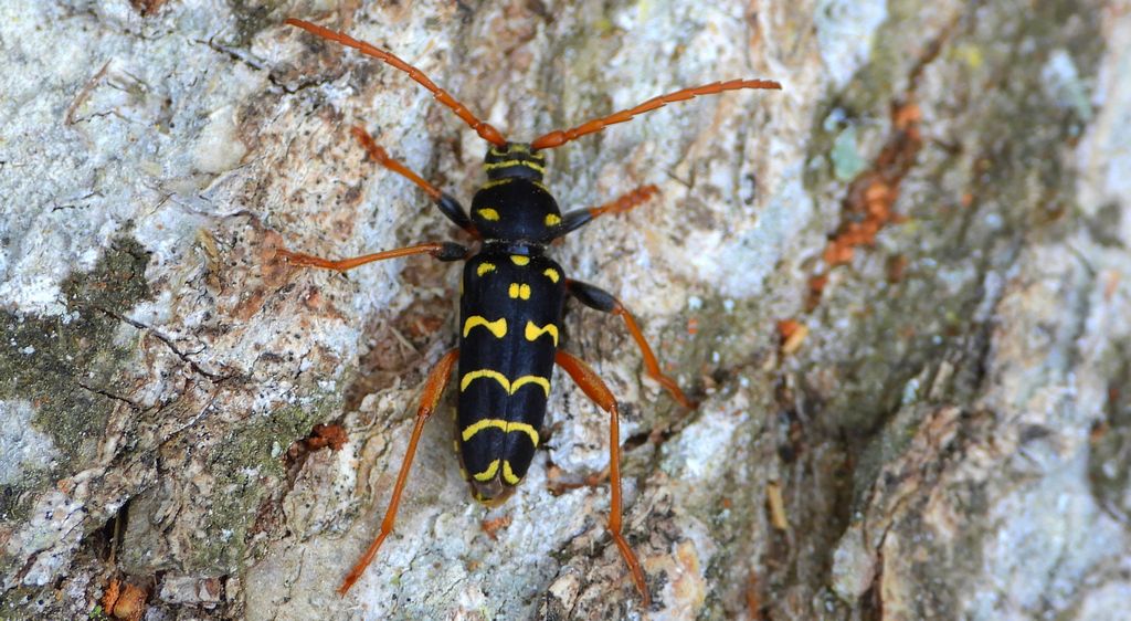 Paśnik pałączasty, biegowiec łucznik (Plagionotus arcuatus)