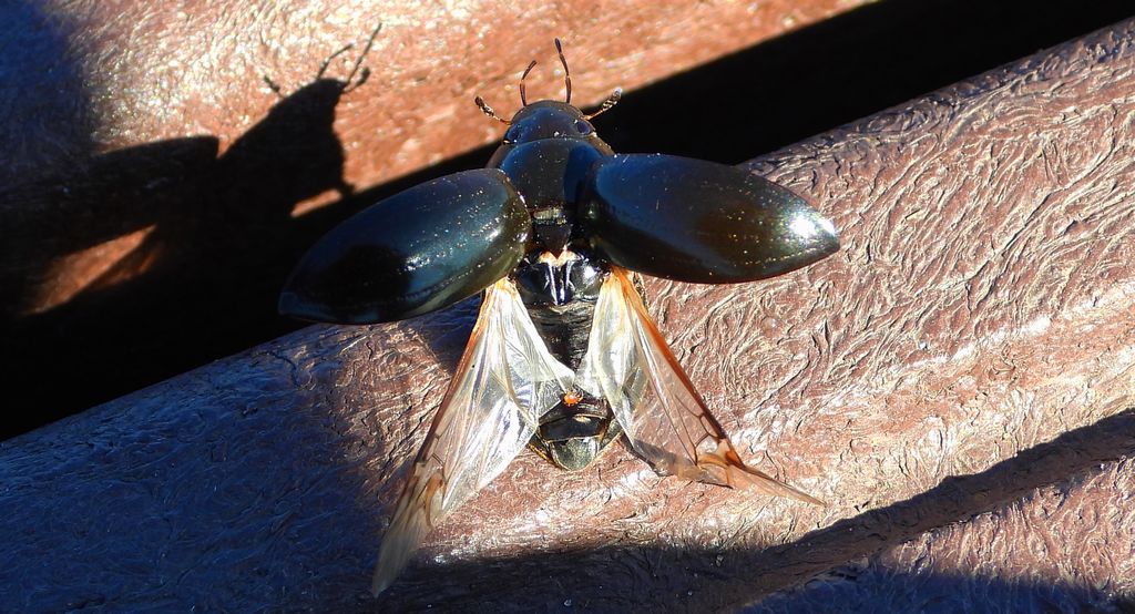 Piętak latawiec (Hydaticus seminiger)