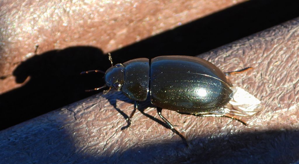 Piętak latawiec (Hydaticus seminiger)