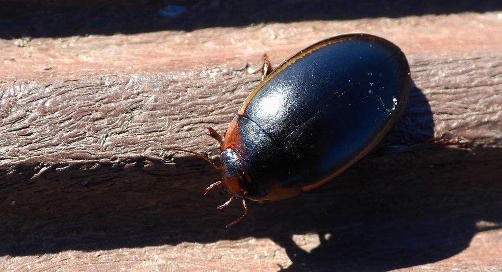 Piętak latawiec (Hydaticus seminiger)