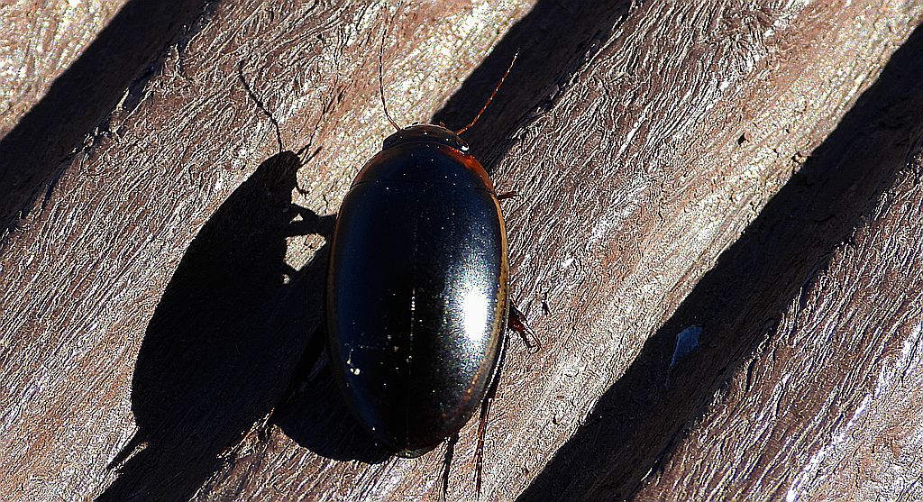 Piętak latawiec (Hydaticus seminiger)